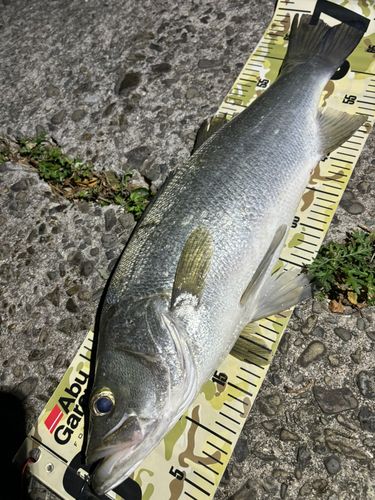 ヒラスズキの釣果