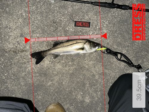 シーバスの釣果