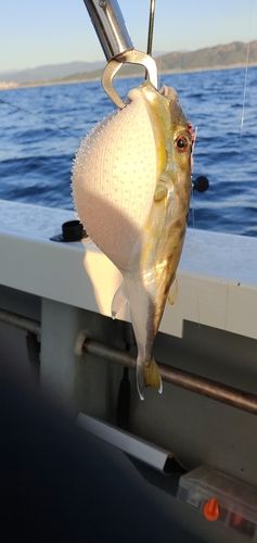 シロサバフグの釣果