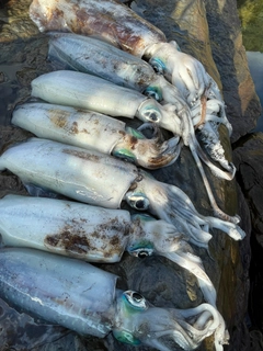 アオリイカの釣果