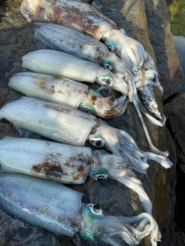 アオリイカの釣果