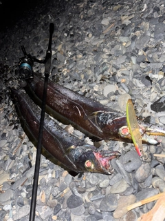 テンジクタチの釣果