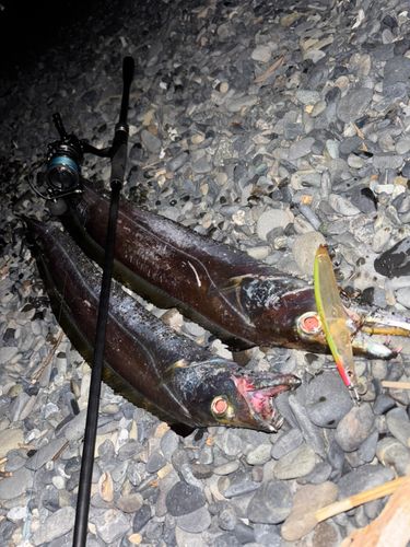 テンジクタチの釣果