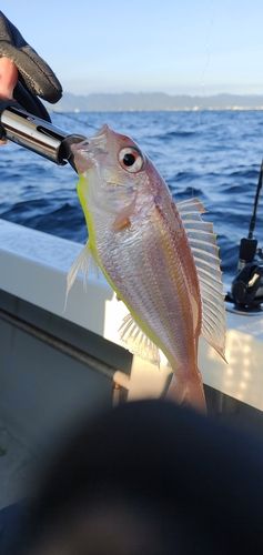 イトヨリダイの釣果