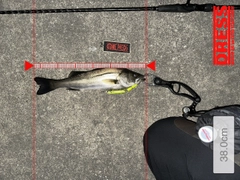 シーバスの釣果