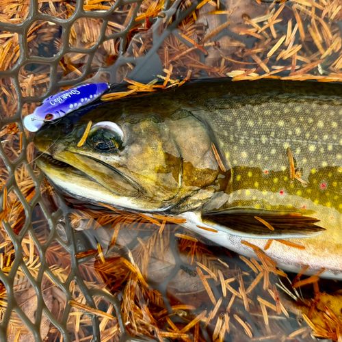 ブルックトラウトの釣果