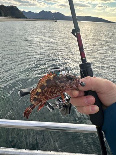 ヨロイメバルの釣果