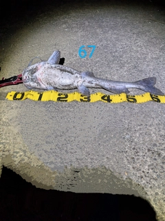 アメリカナマズの釣果