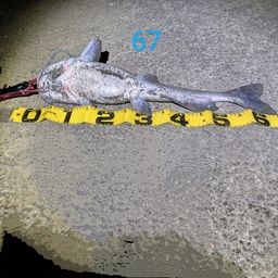 アメリカナマズ