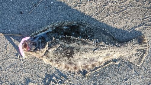 ヒラメの釣果
