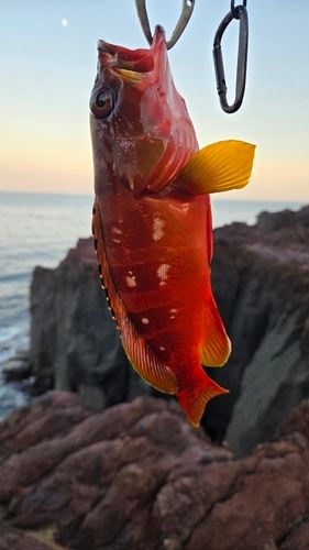 アカハタの釣果