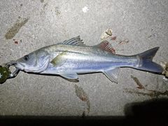 シーバスの釣果