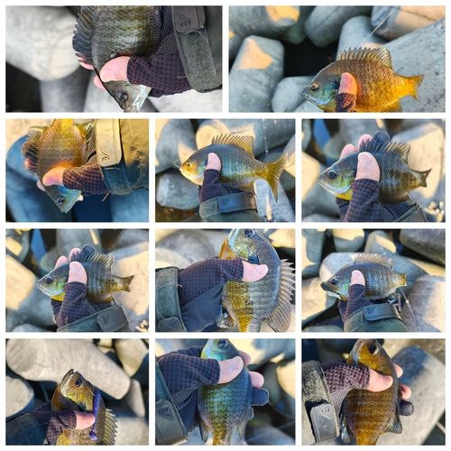 ブルーギルの釣果