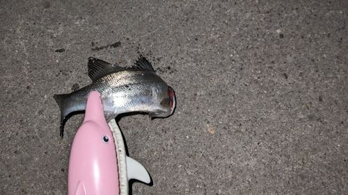 セイゴ（タイリクスズキ）の釣果