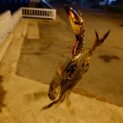 セイゴ（マルスズキ）の釣果