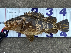 ベッコウゾイの釣果