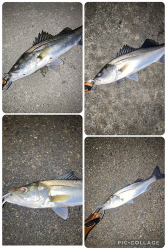 シーバスの釣果