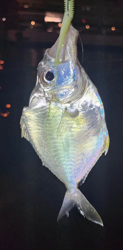 シマヒイラギの釣果