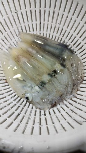 ヒイカの釣果