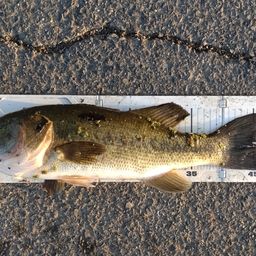 ラージマウスバス