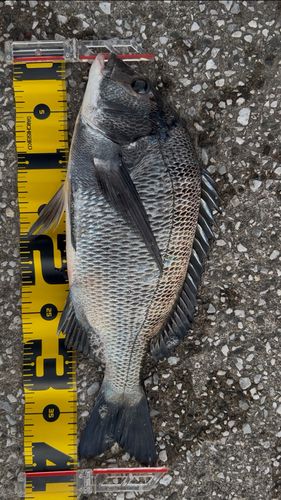 クロダイの釣果