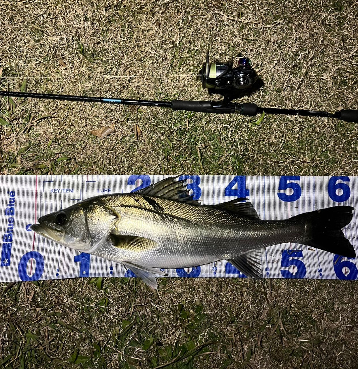 DAIWA 21モアザン ブランジーノ EX AGS 87LMLの最安値・インプレ・釣果 DAIWA 21モアザン ブランジーノ EX AGS 87LMLの最安値・インプレ・釣果