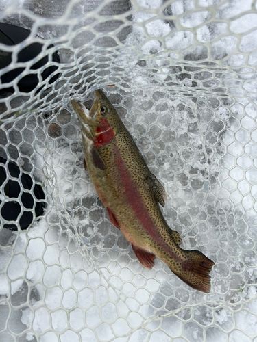 ニジマスの釣果