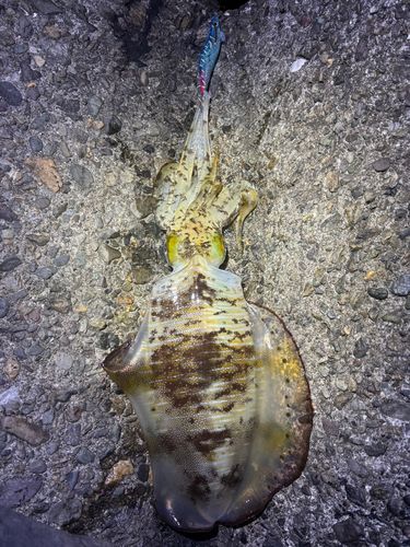 アオリイカの釣果