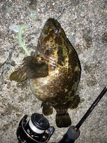 タケノコメバルの釣果