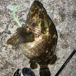 タケノコメバル