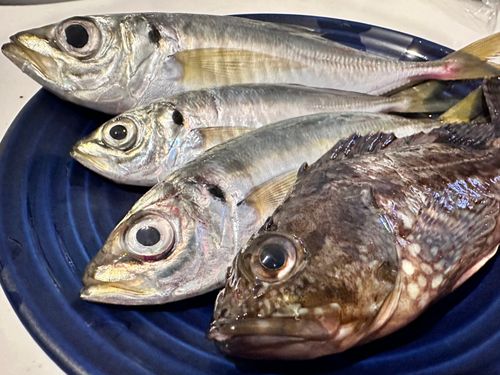 アジの釣果