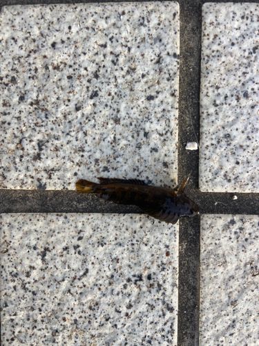 イソギンポの釣果