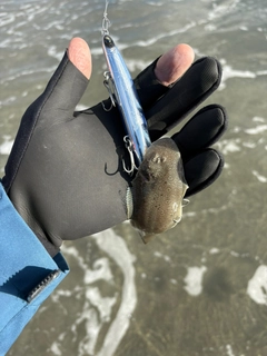 ウシノシタの釣果