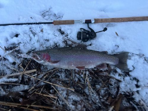 ニジマスの釣果