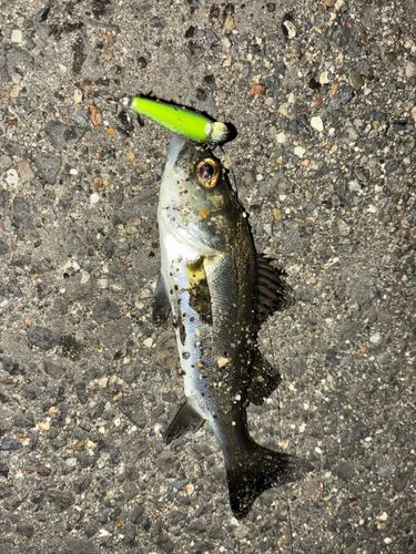 セイゴ（タイリクスズキ）の釣果