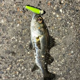 セイゴ（タイリクスズキ）