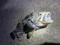 クロソイの釣果