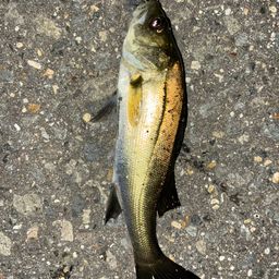 セイゴ（タイリクスズキ）