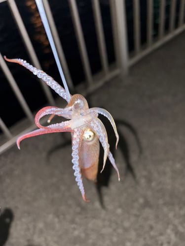 ヒイカの釣果