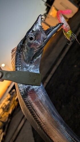 タチウオの釣果