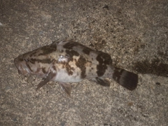 タケノコメバルの釣果