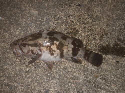 船越湾（岩手）