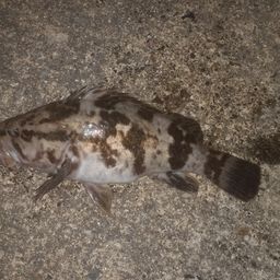 タケノコメバル