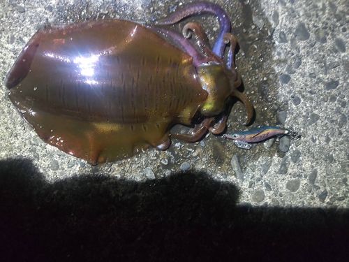 アオリイカの釣果