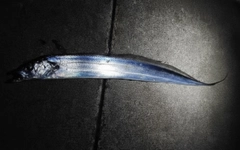 タチウオの釣果