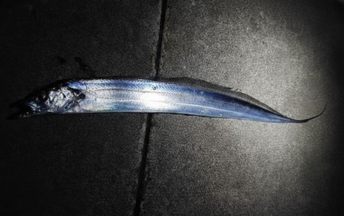 タチウオの釣果