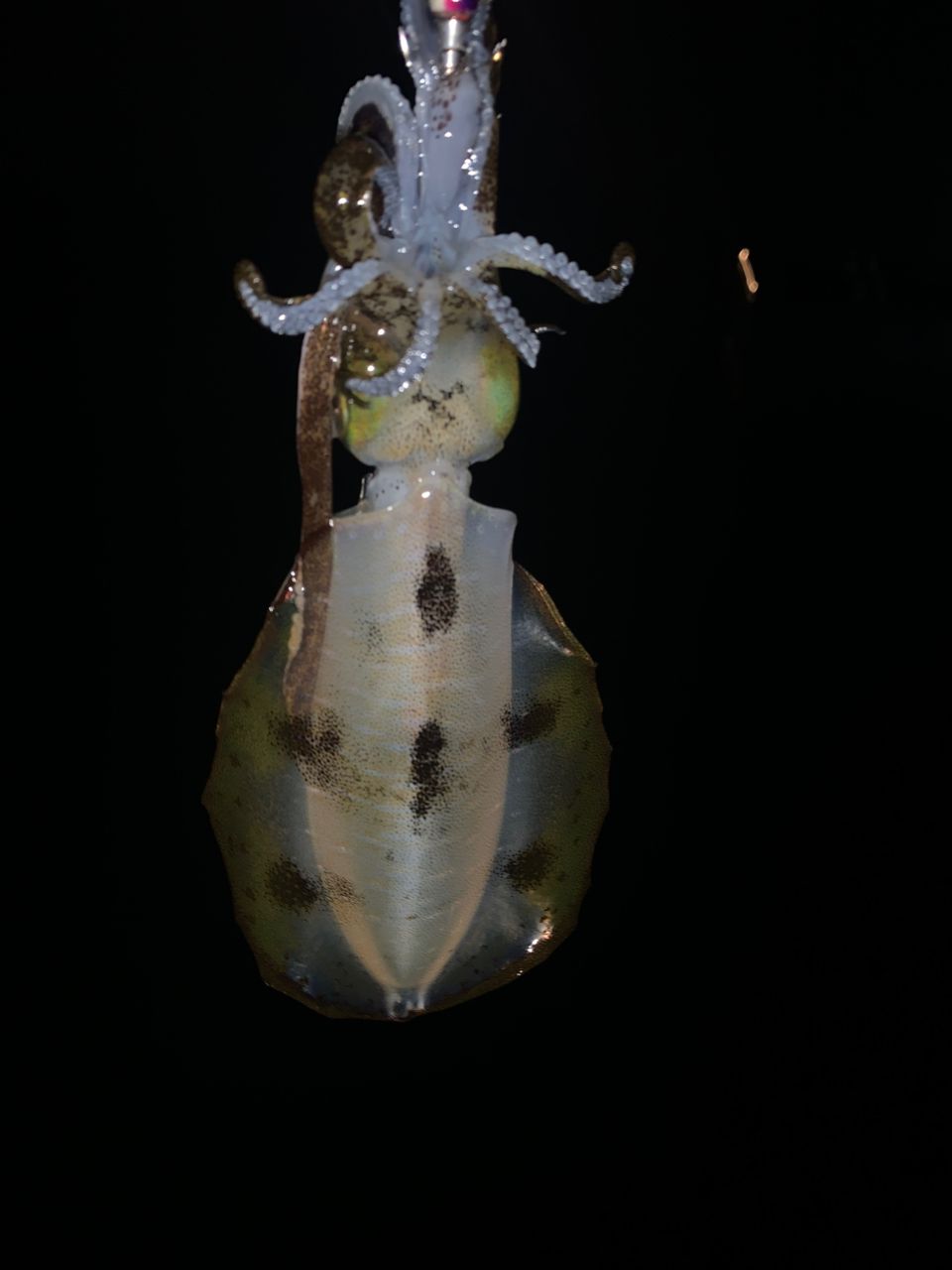 SHIMANO 2020 セフィア エクスチューン S82MLの最安値・インプレ・釣果