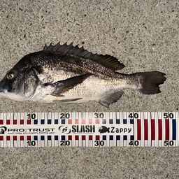 チヌの釣果・釣り情報まとめ【2025年最新】 - アングラーズ | 釣果600