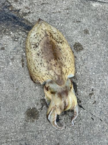 コウイカの釣果