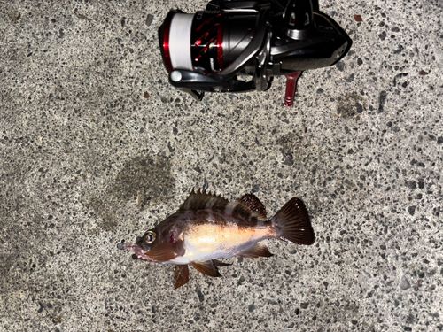 メバルの釣果